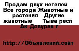 Продам двух нетелей - Все города Животные и растения » Другие животные   . Тыва респ.,Ак-Довурак г.